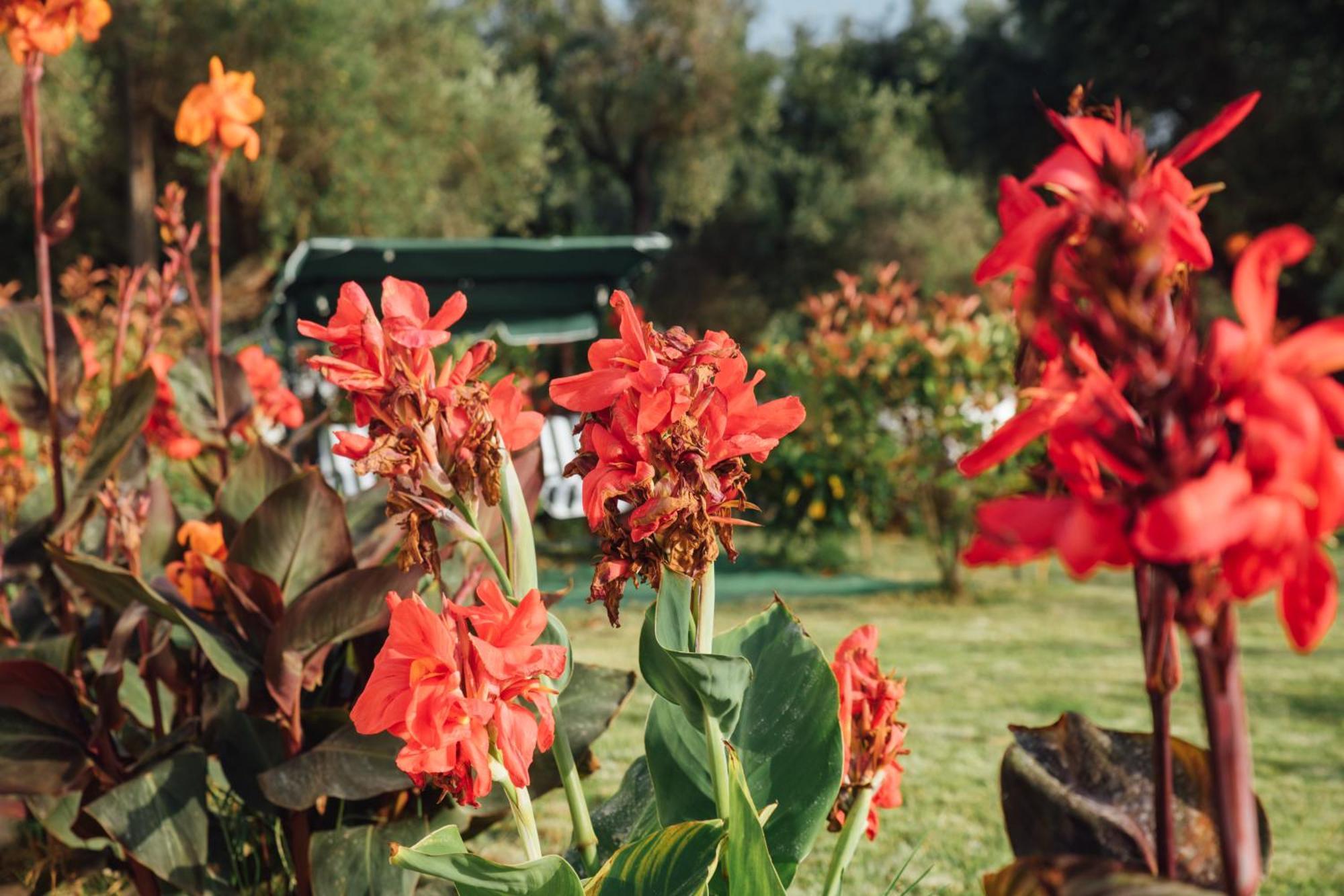 Christa Holiday home Arillas (Corfu)